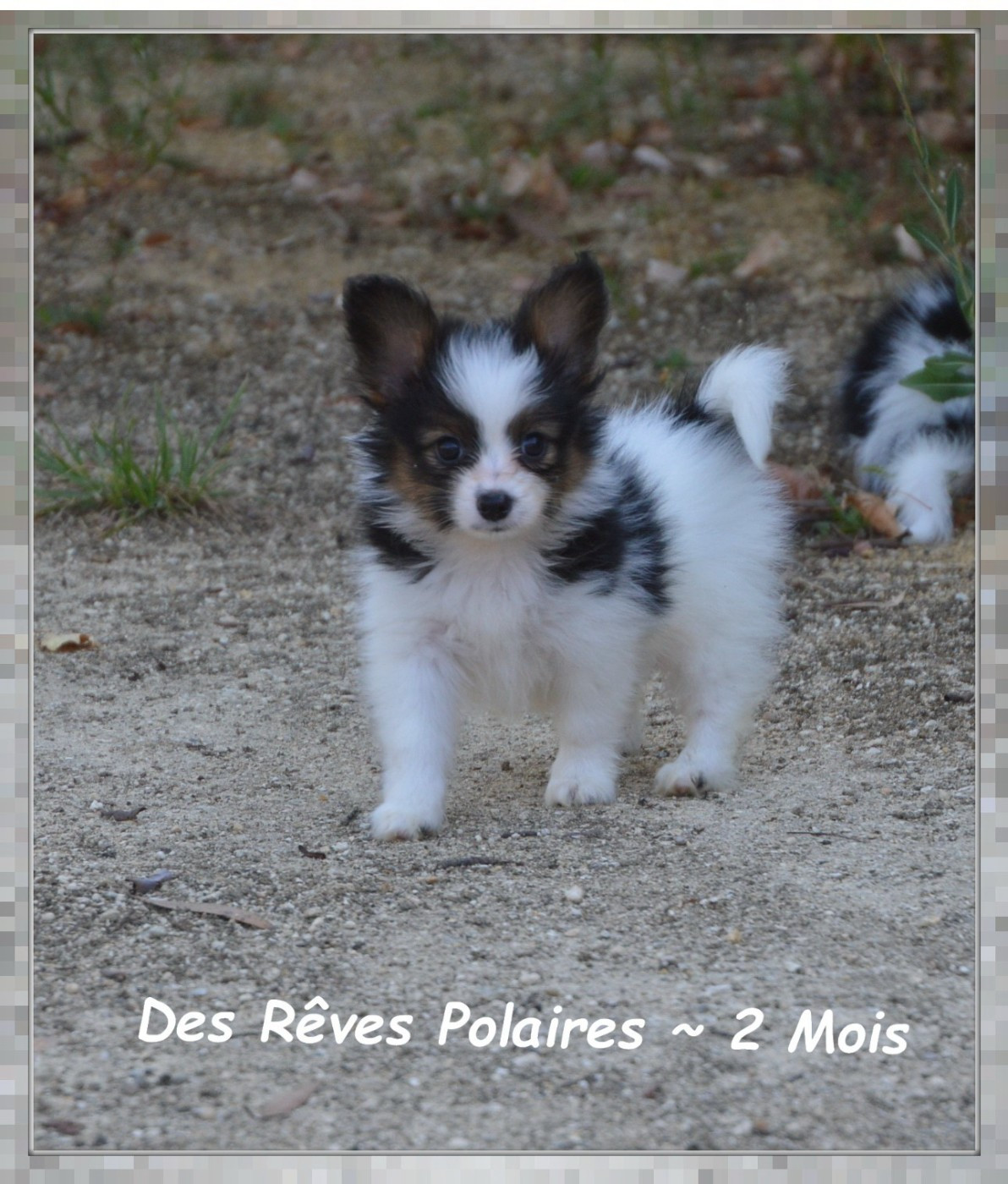 Bioda Des Rêves Polaires