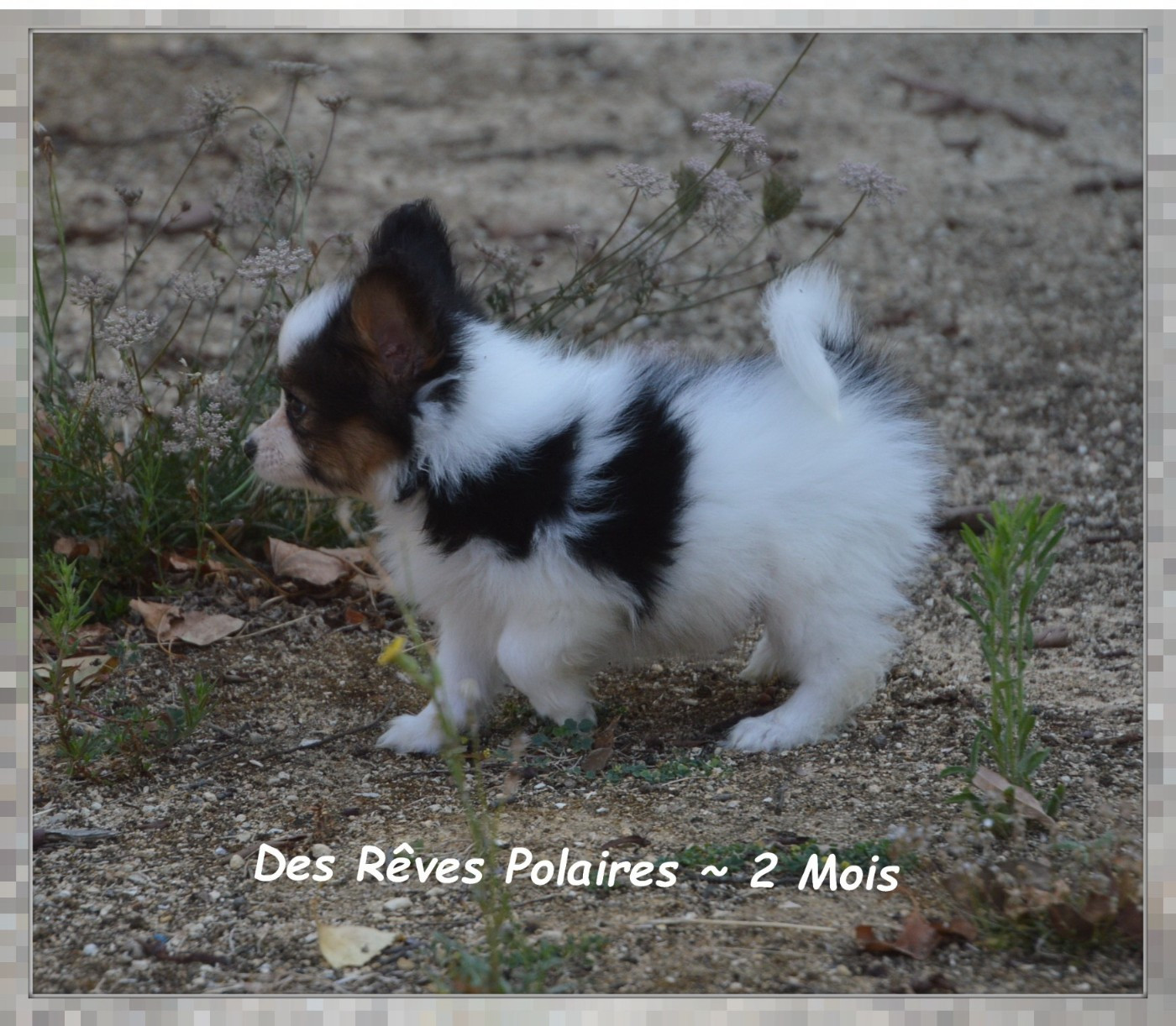 Bioda Des Rêves Polaires