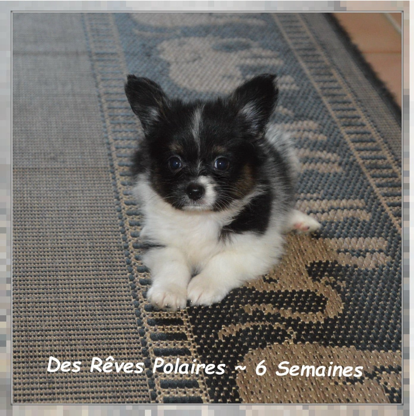 Blooma Des Rêves Polaires