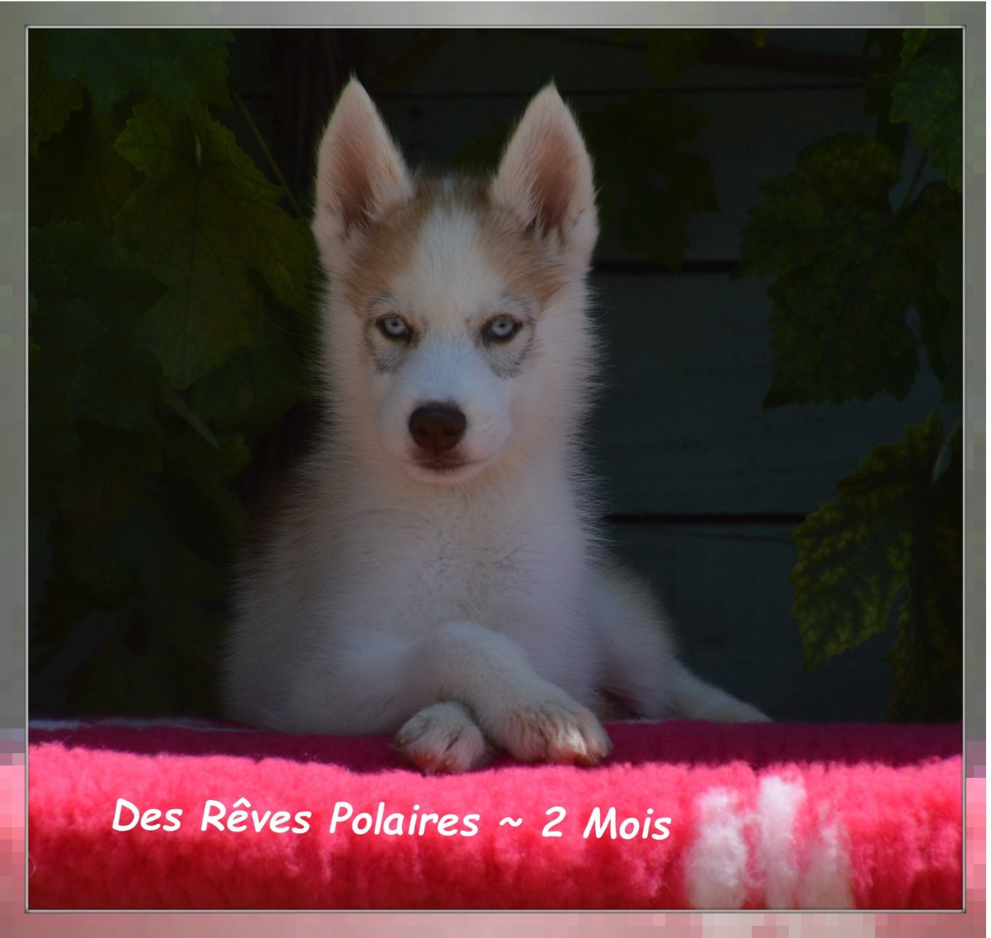 Betty Des Rêves Polaires
