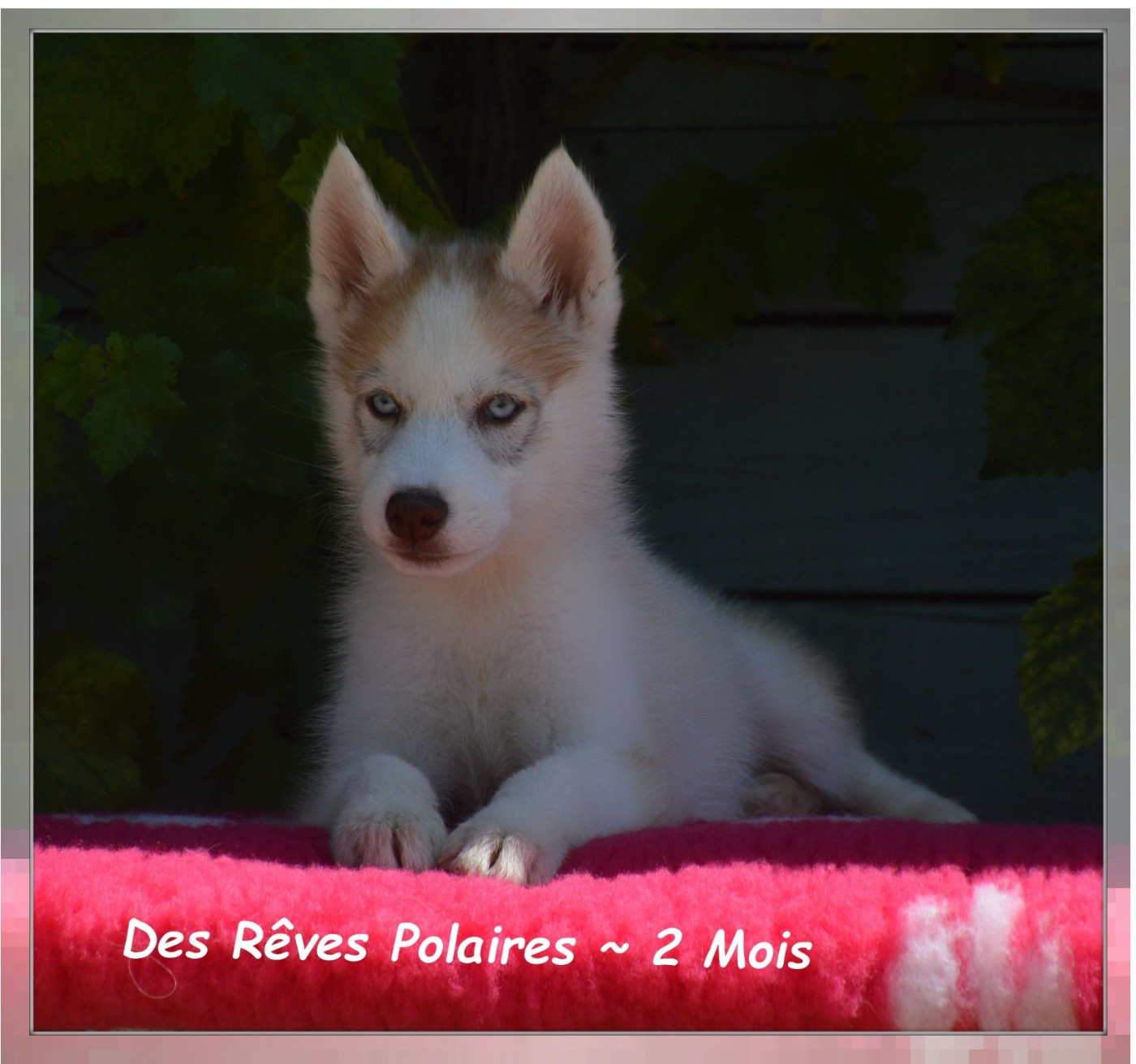 Betty Des Rêves Polaires
