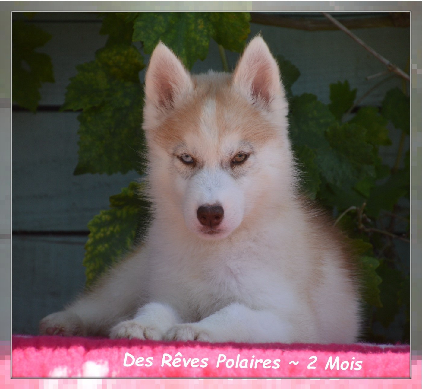 Bella Des Rêves Polaires