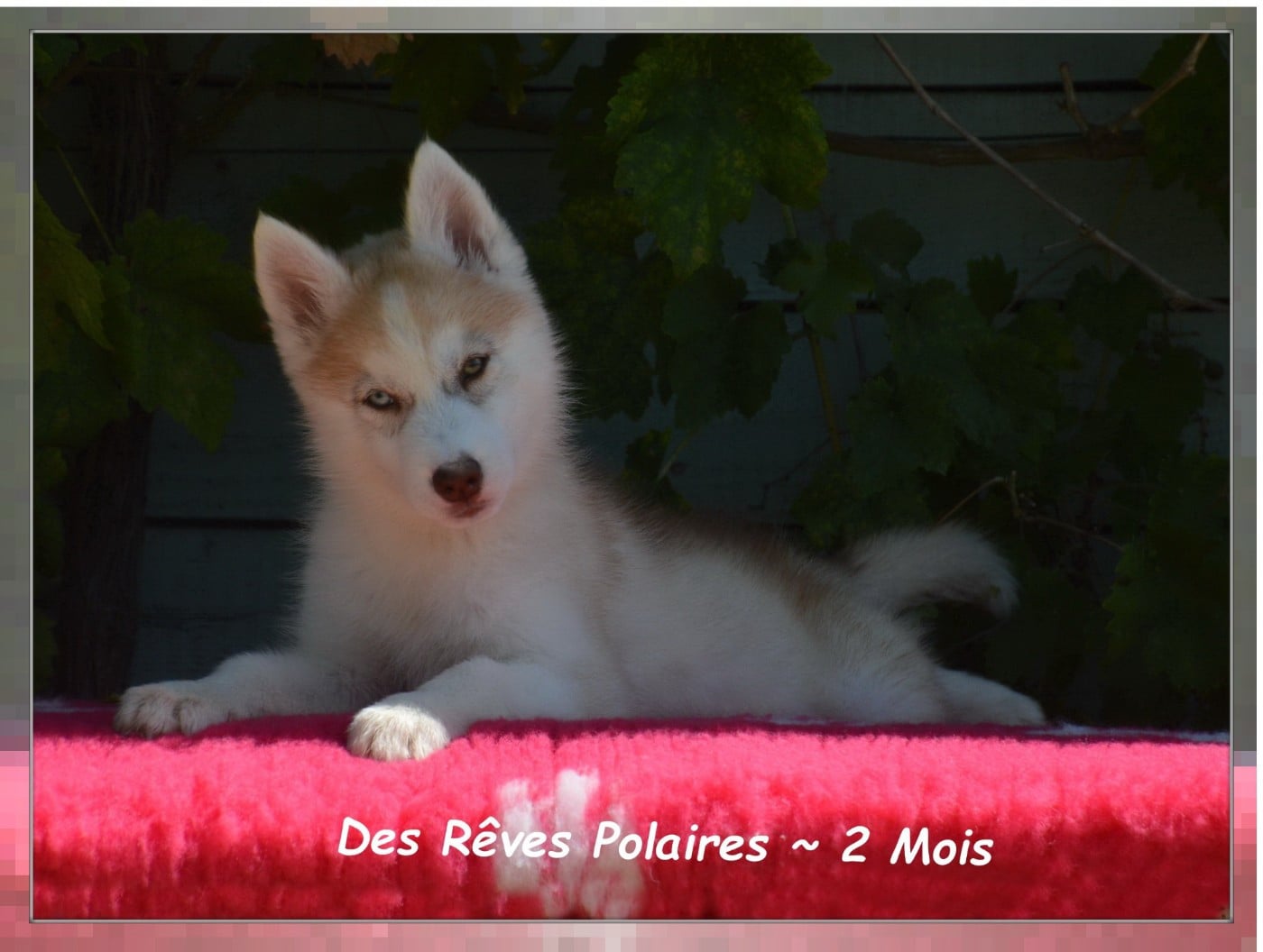 Bella Des Rêves Polaires