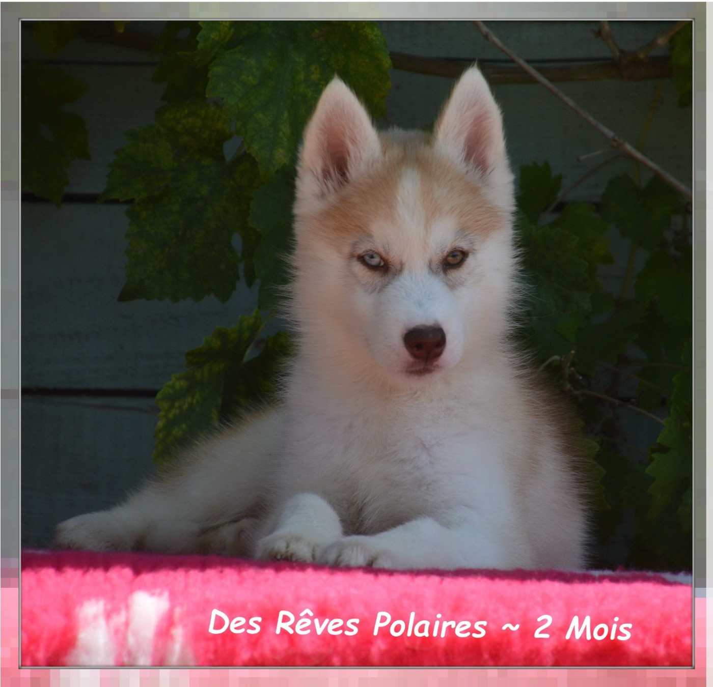 Bella Des Rêves Polaires