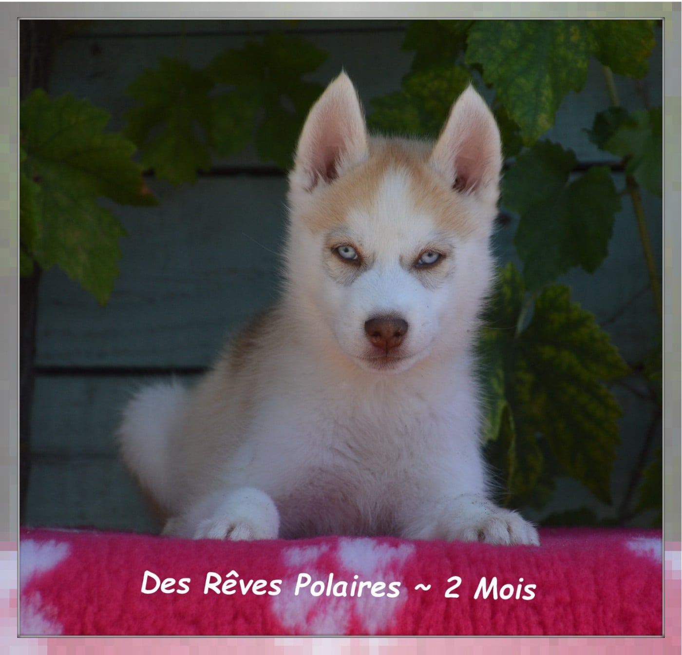 Baïa Des Rêves Polaires