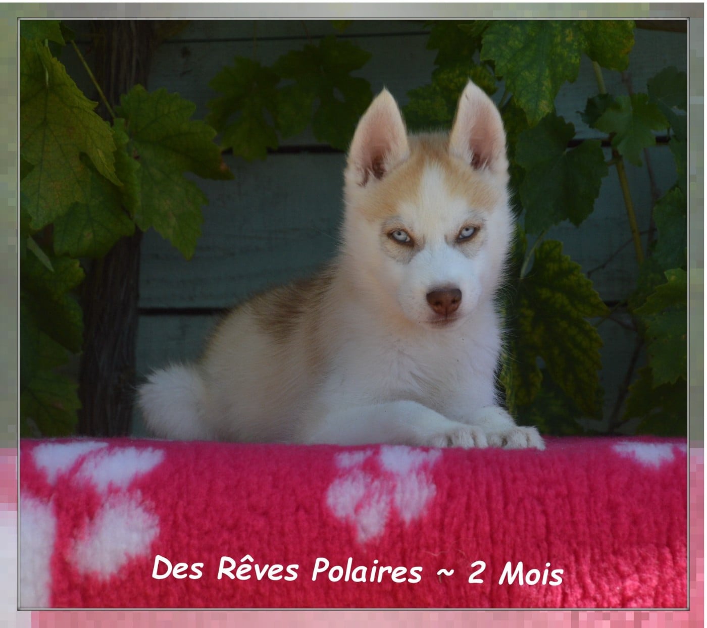 Baïa Des Rêves Polaires