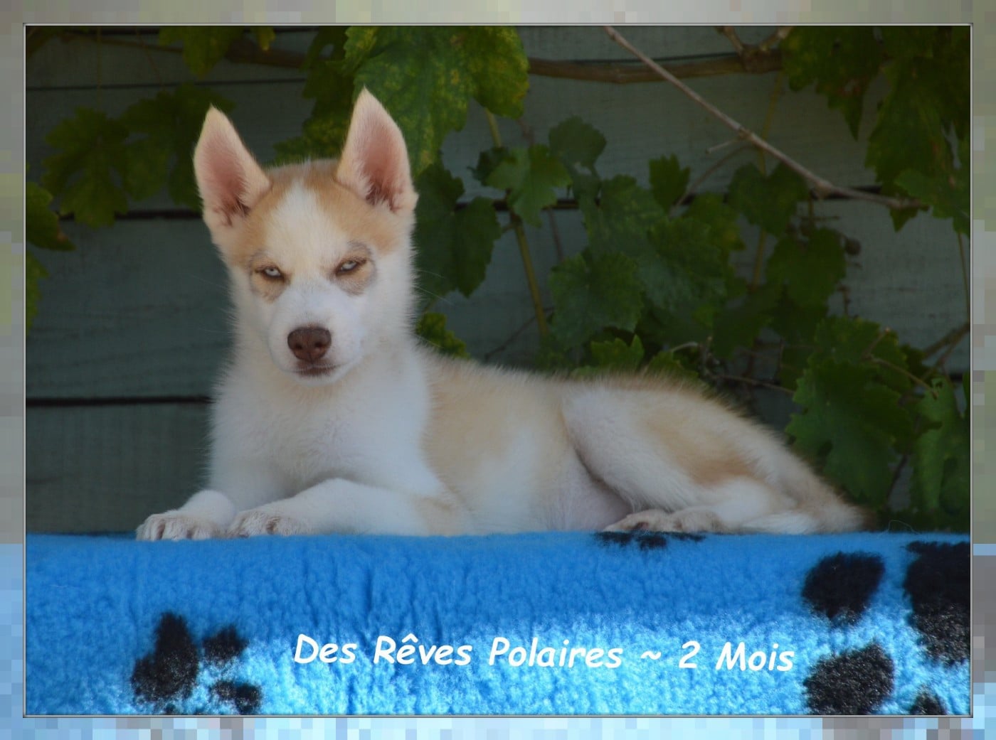 Brixo Des Rêves Polaires
