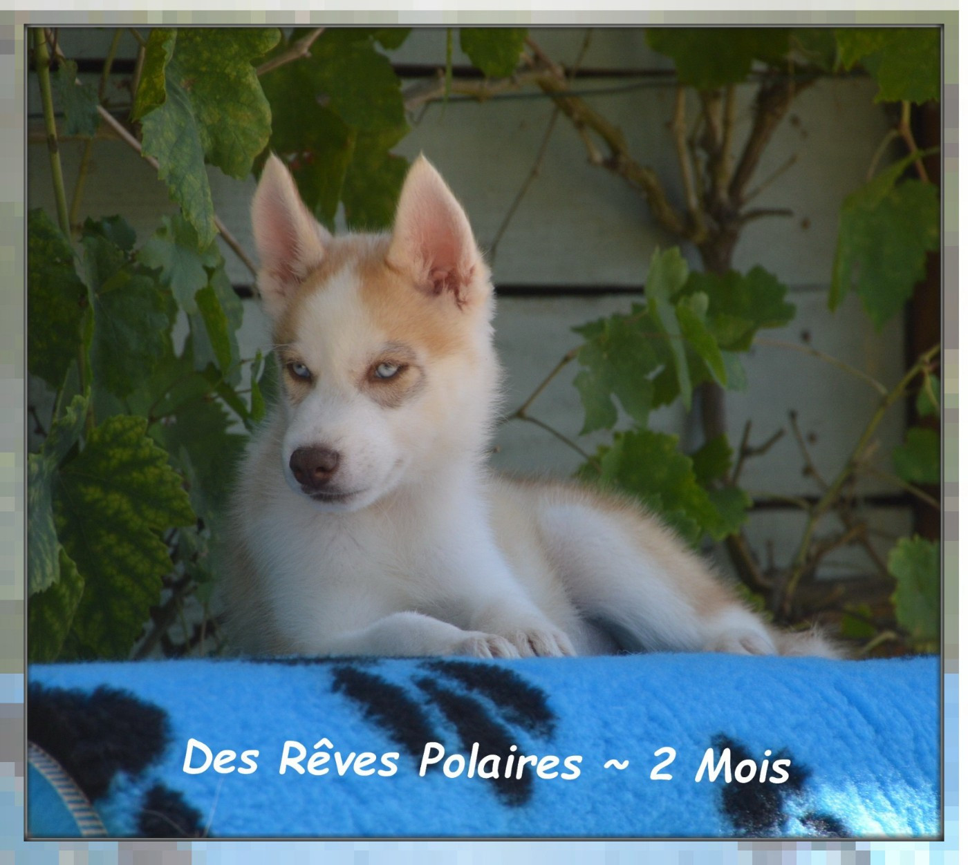 Brixo Des Rêves Polaires