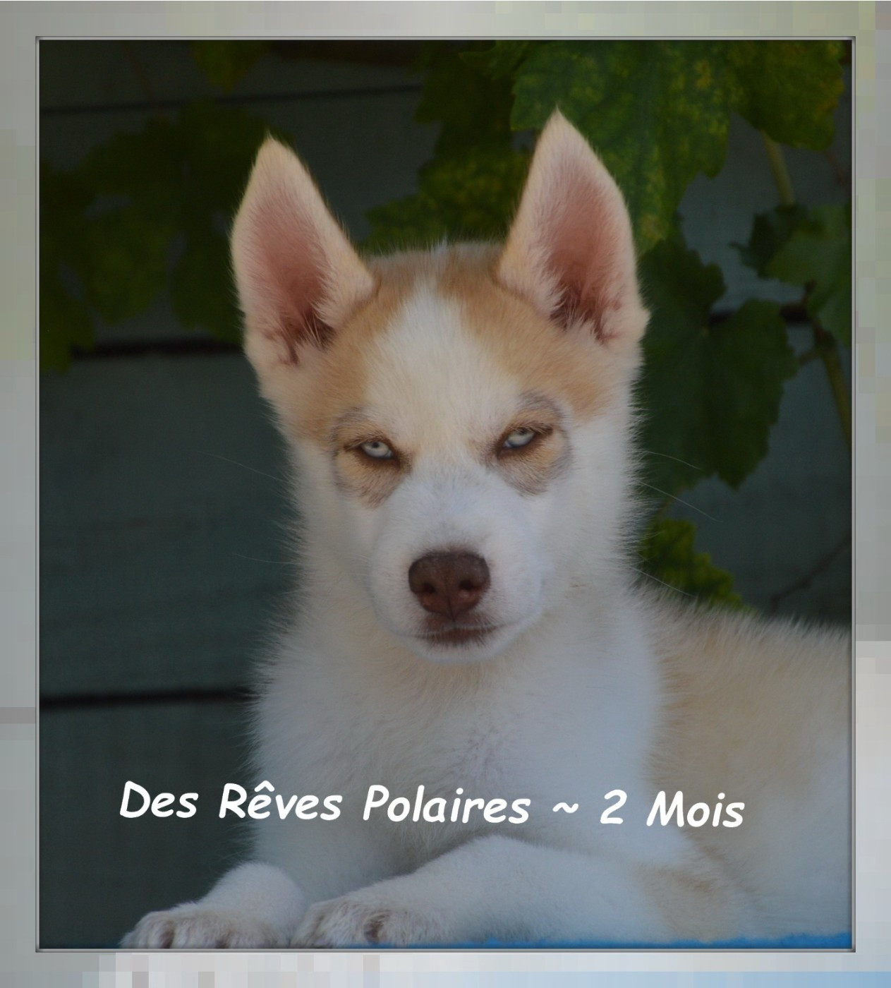 Brixo Des Rêves Polaires