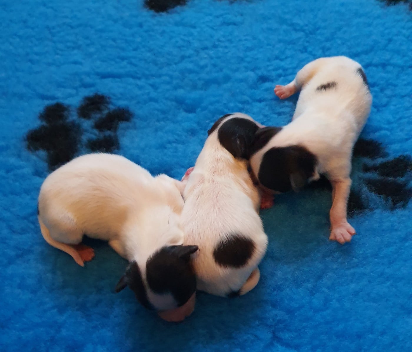 CHIOT 2 - Epagneul nain Continental (Papillon)