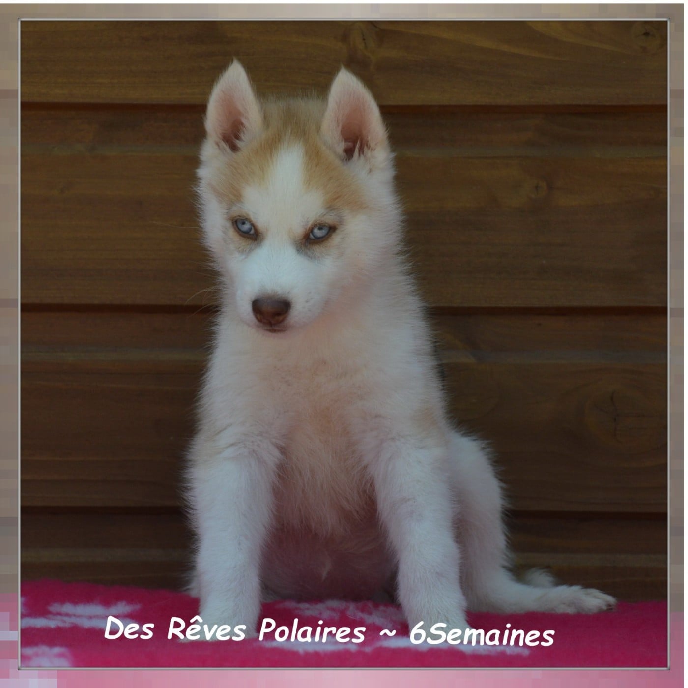 Baïa Des Rêves Polaires
