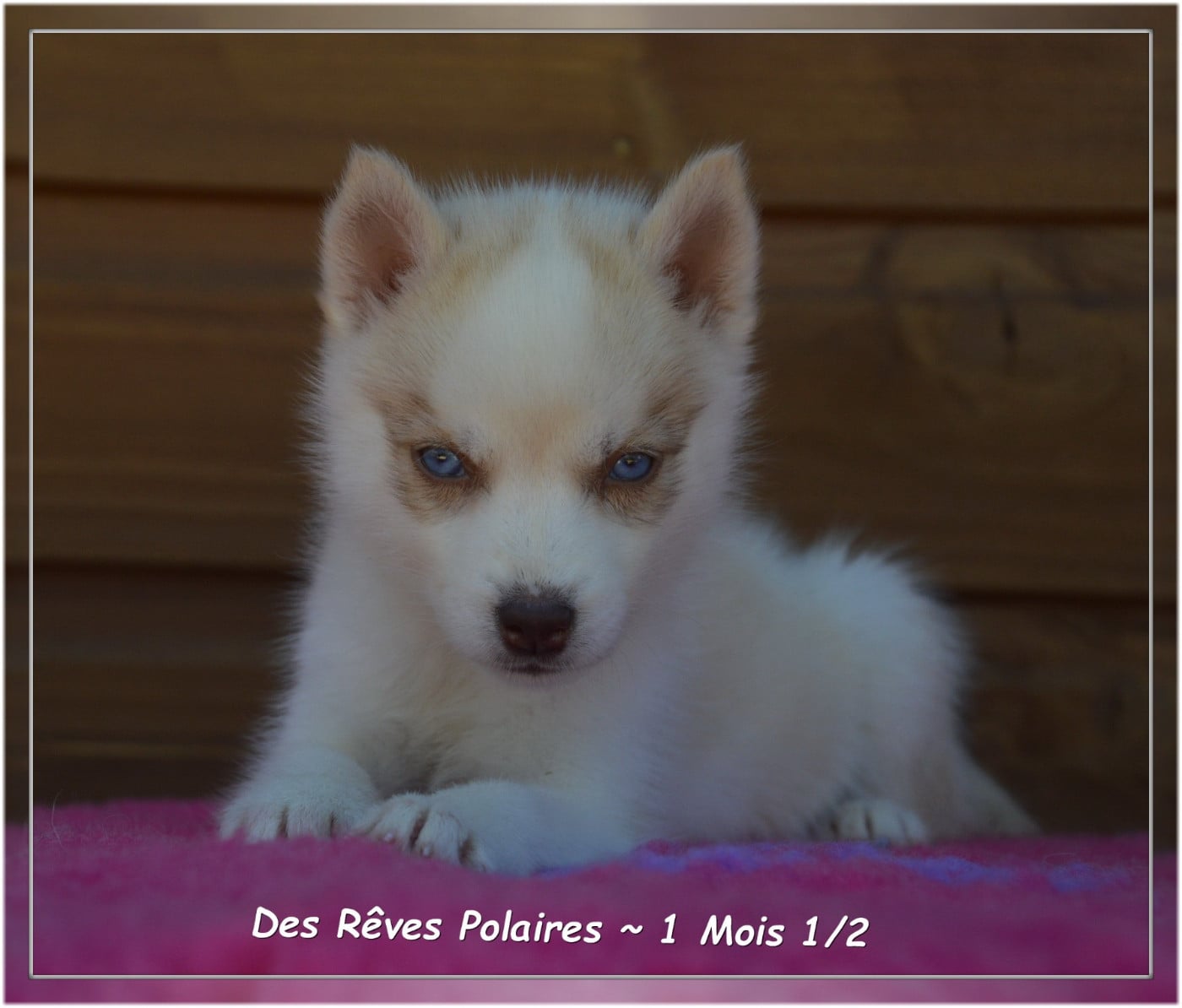 Bonny Des Rêves Polaires