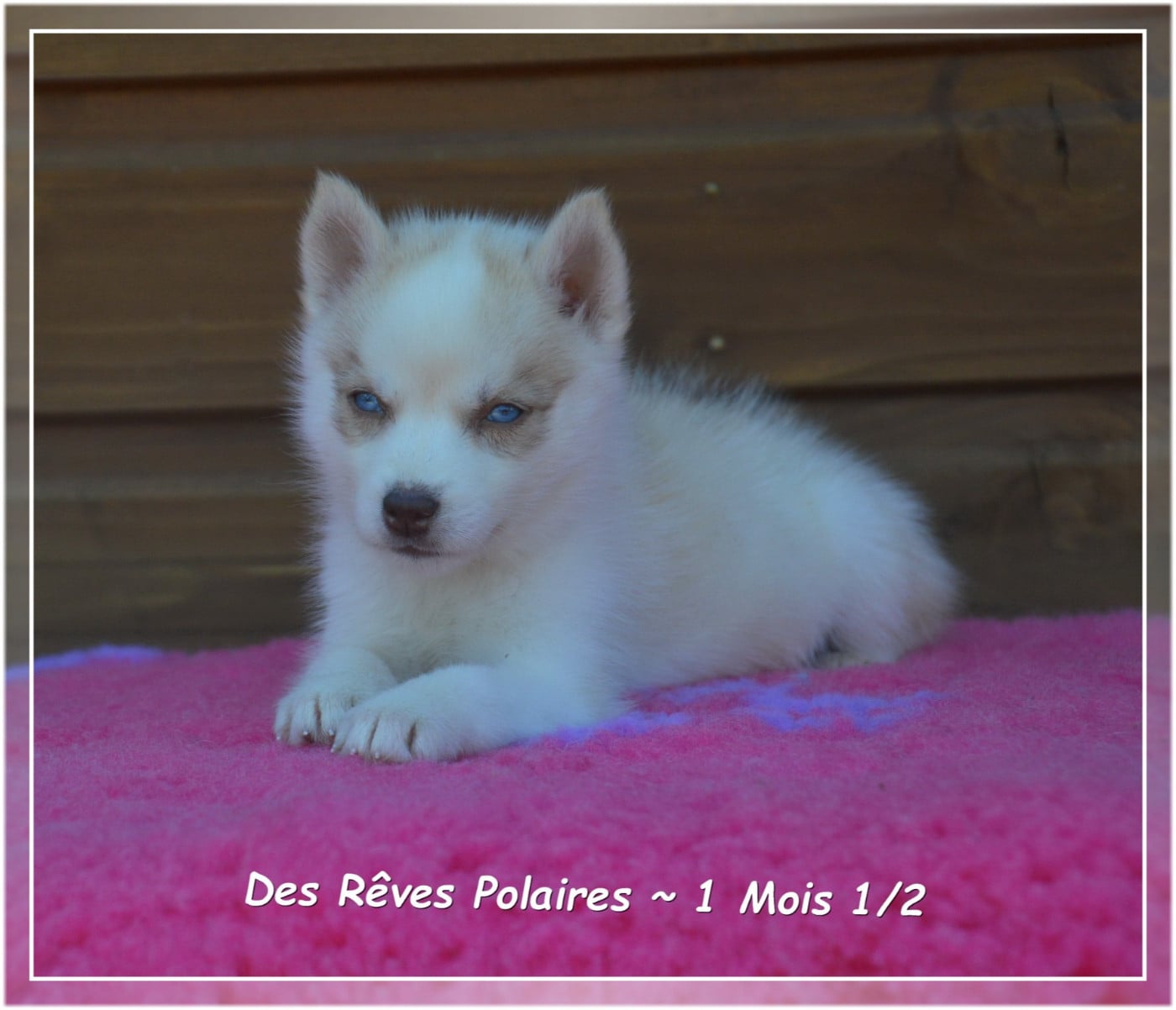 Bonny Des Rêves Polaires