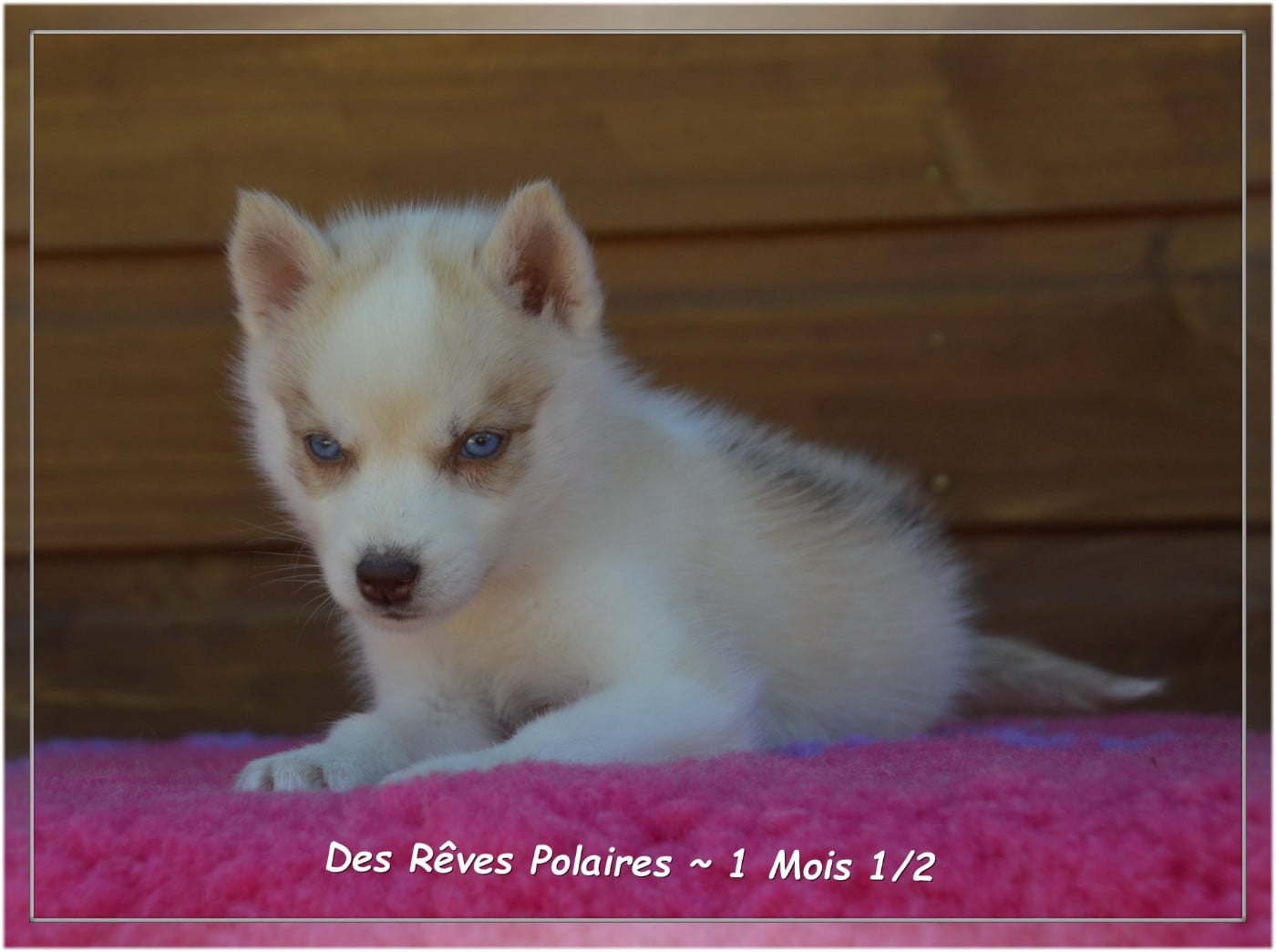 Bonny Des Rêves Polaires