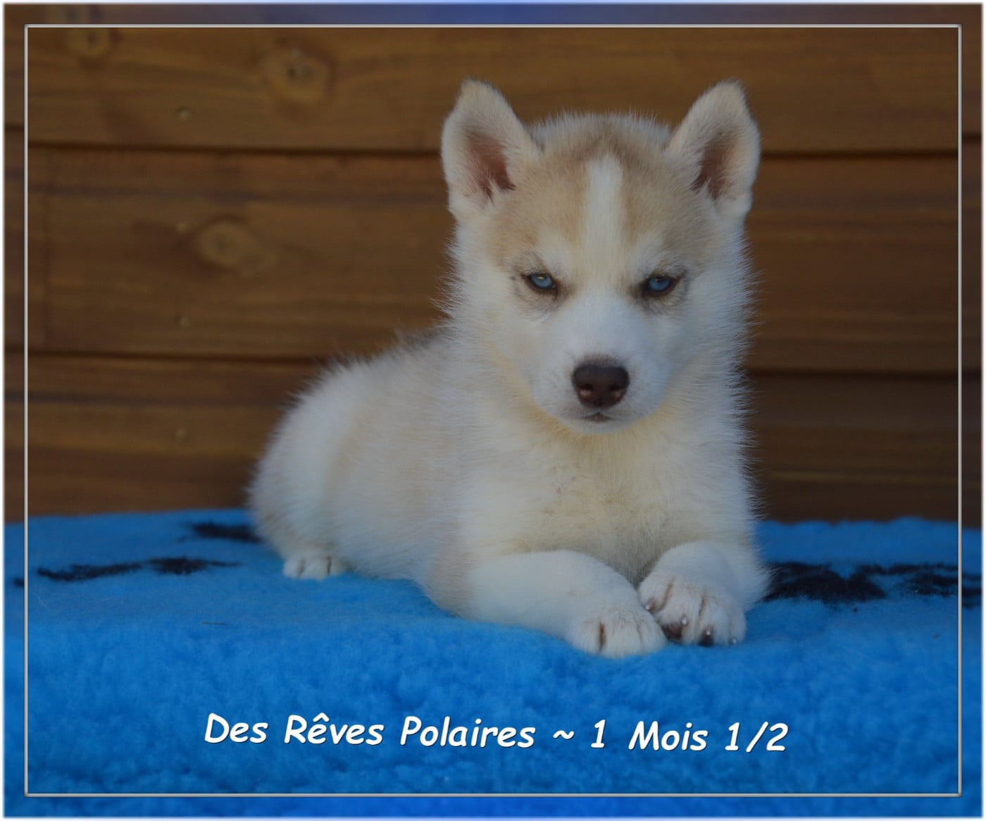 Boomer Des Rêves Polaires