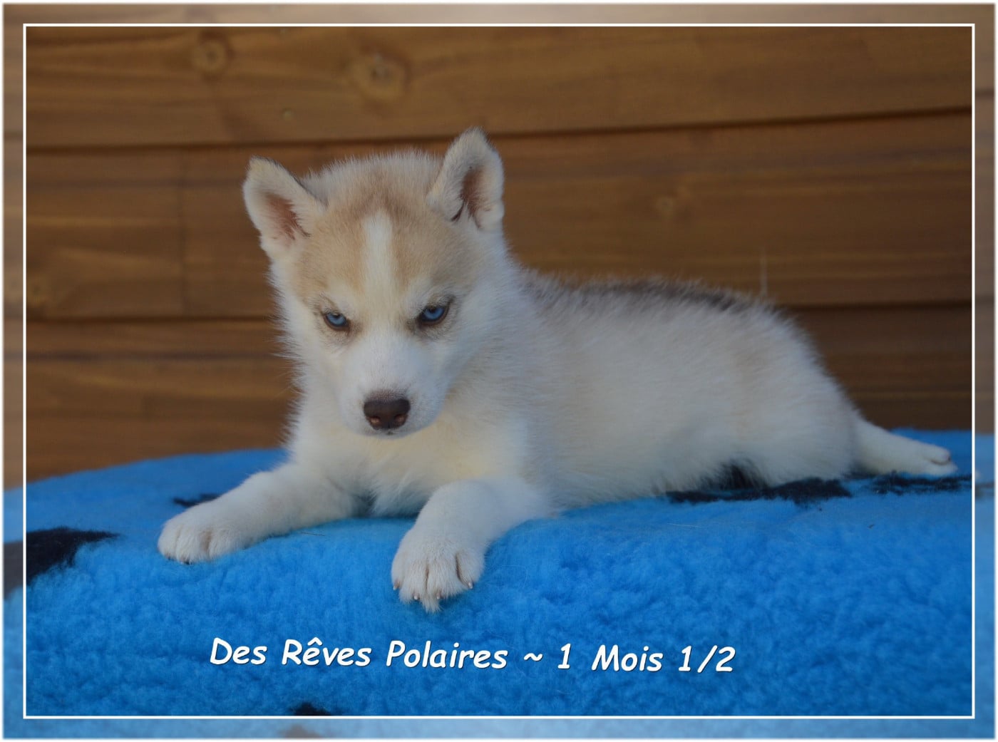 Boomer Des Rêves Polaires