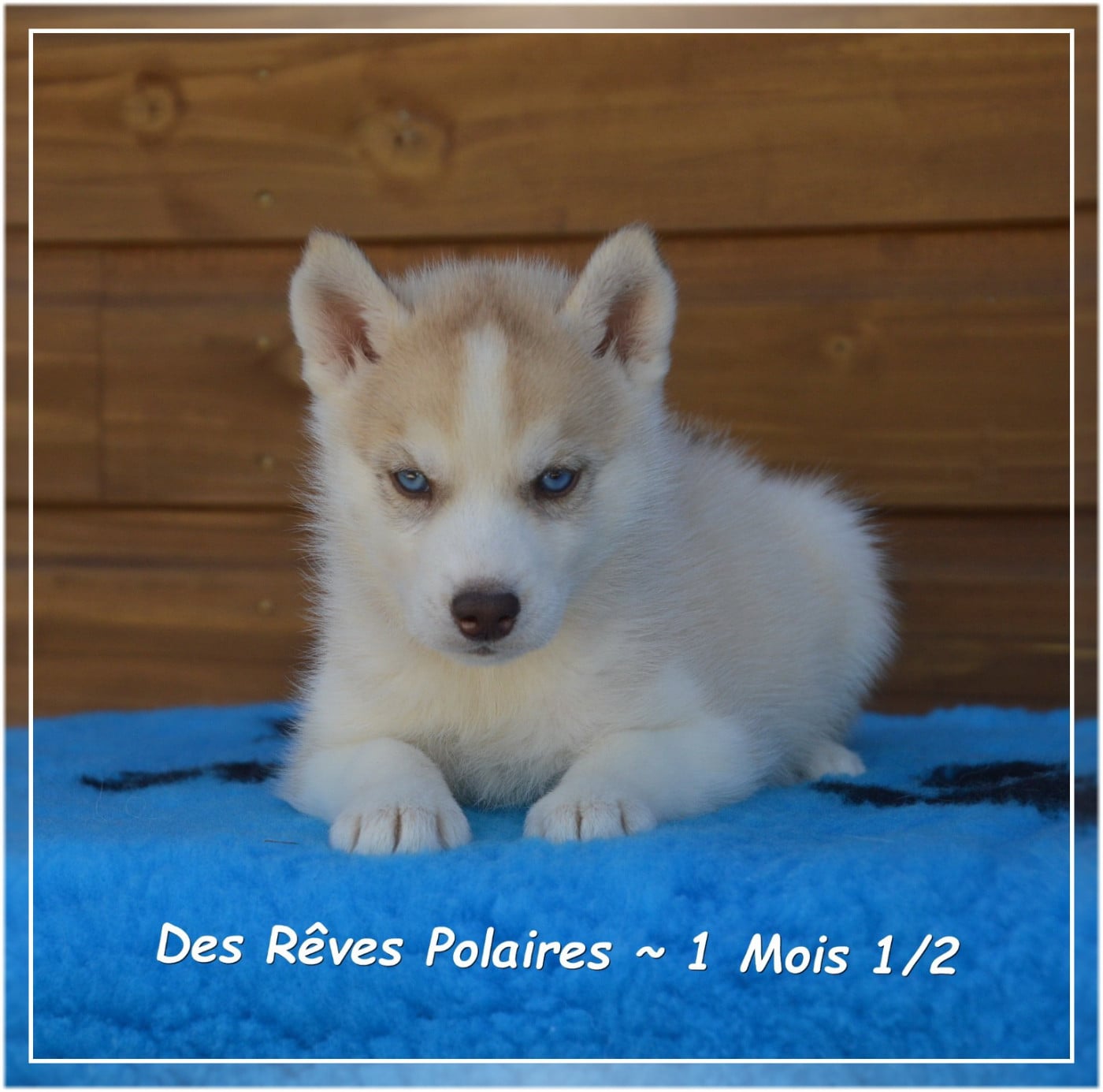Boomer Des Rêves Polaires