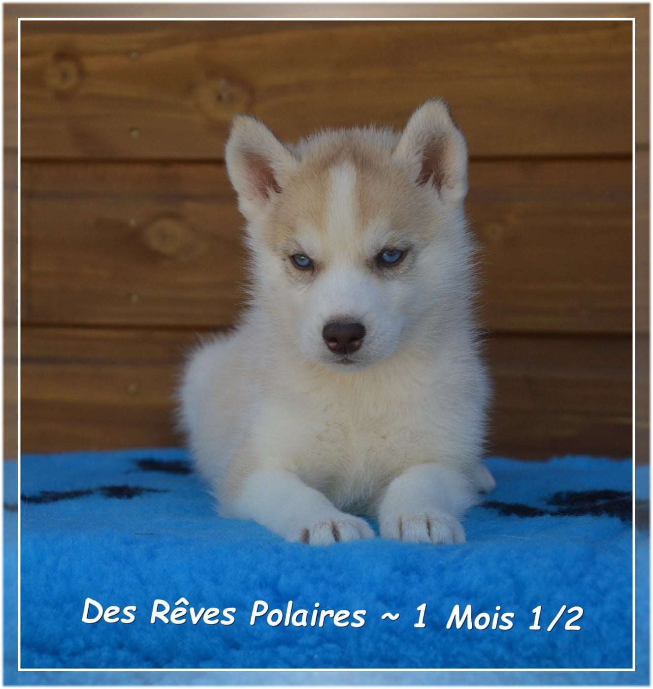 Boomer Des Rêves Polaires