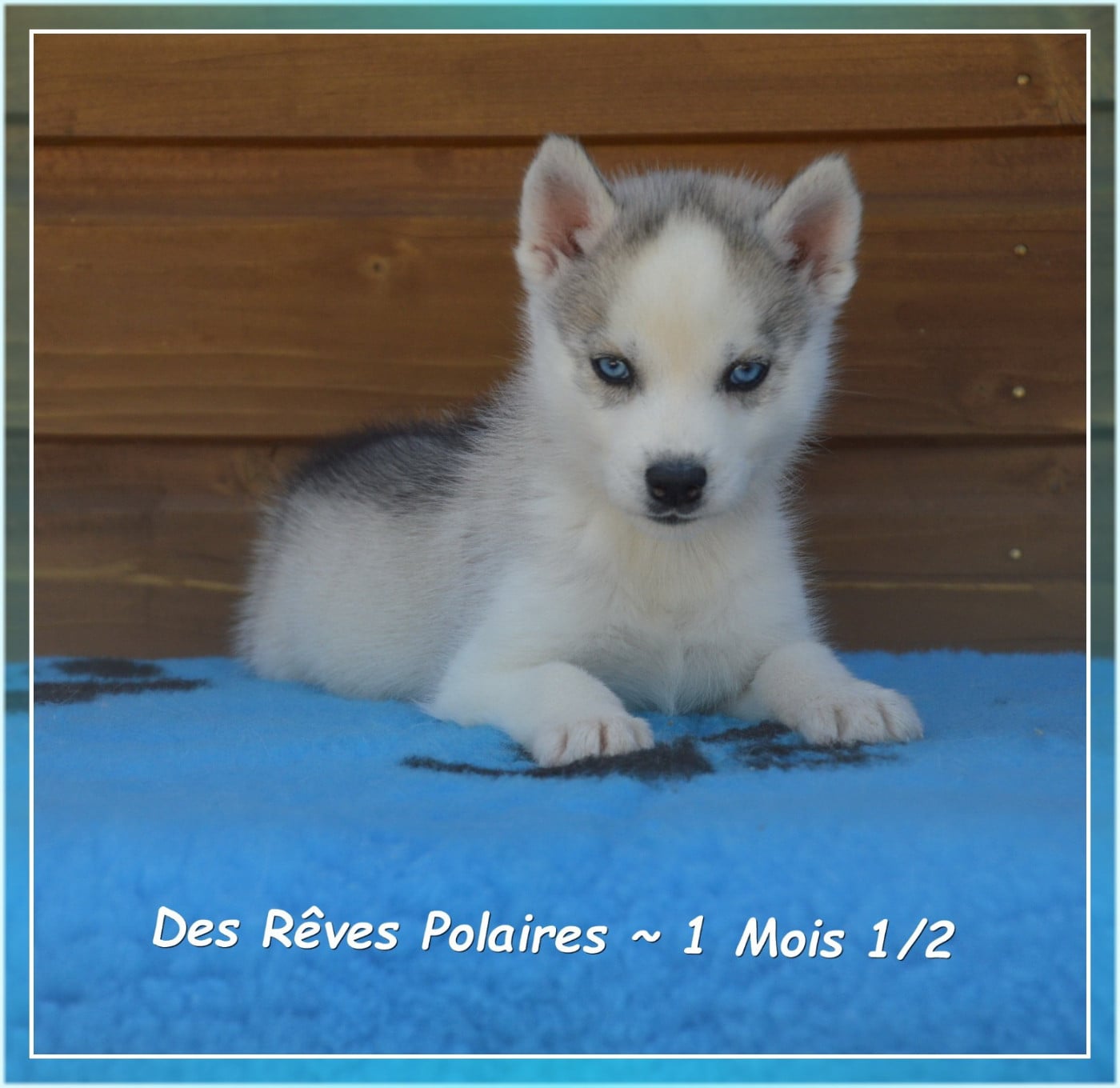 Byron Des Rêves Polaires