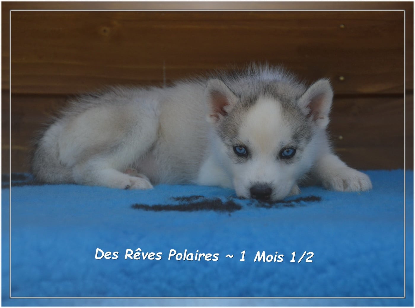 Byron Des Rêves Polaires