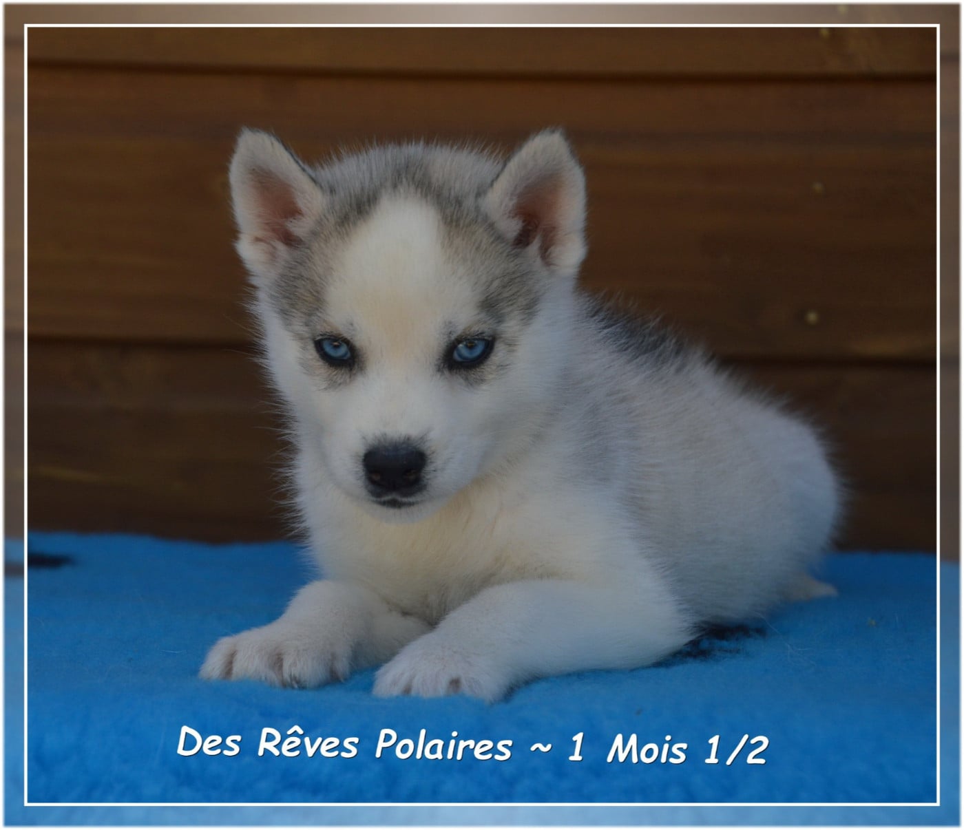 Byron Des Rêves Polaires
