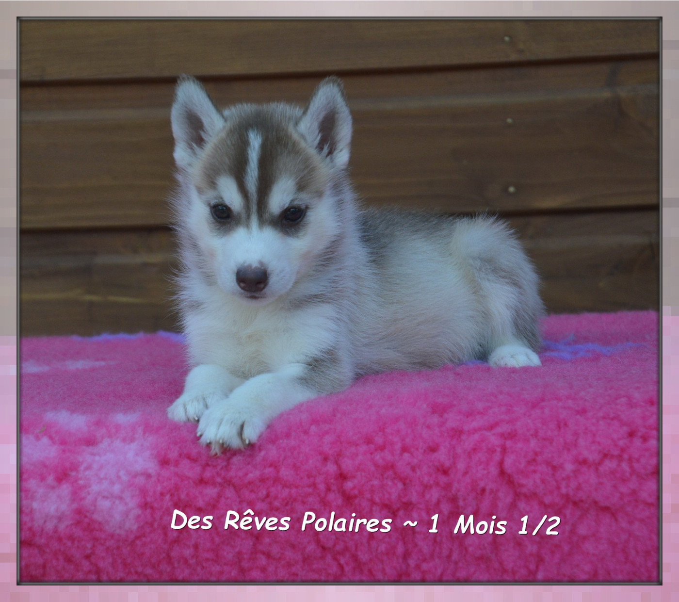 Bayana Des Rêves Polaires