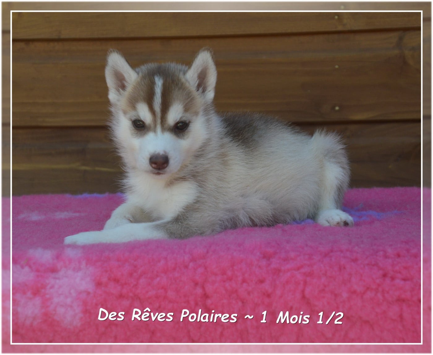 Bayana Des Rêves Polaires