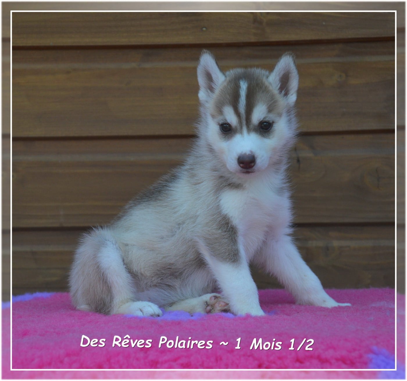 Bayana Des Rêves Polaires
