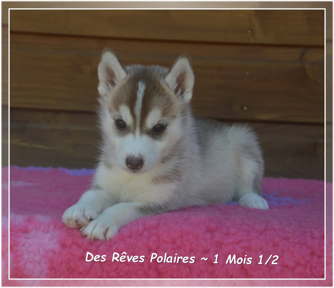 Bayana Des Rêves Polaires
