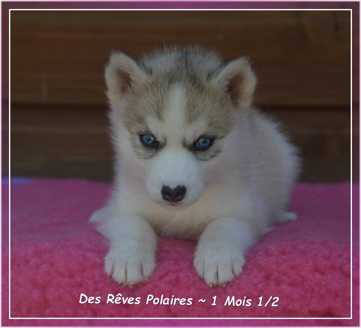 B'Laska Des Rêves Polaires