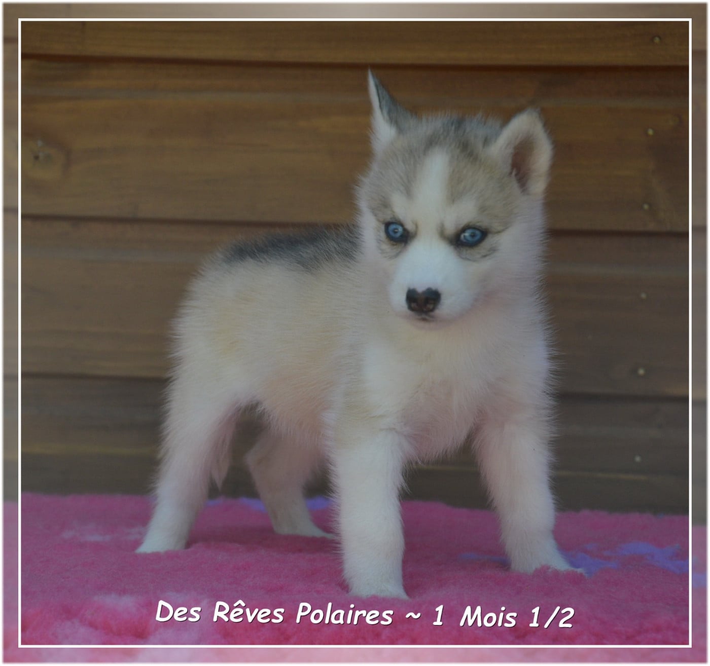 B'Laska Des Rêves Polaires