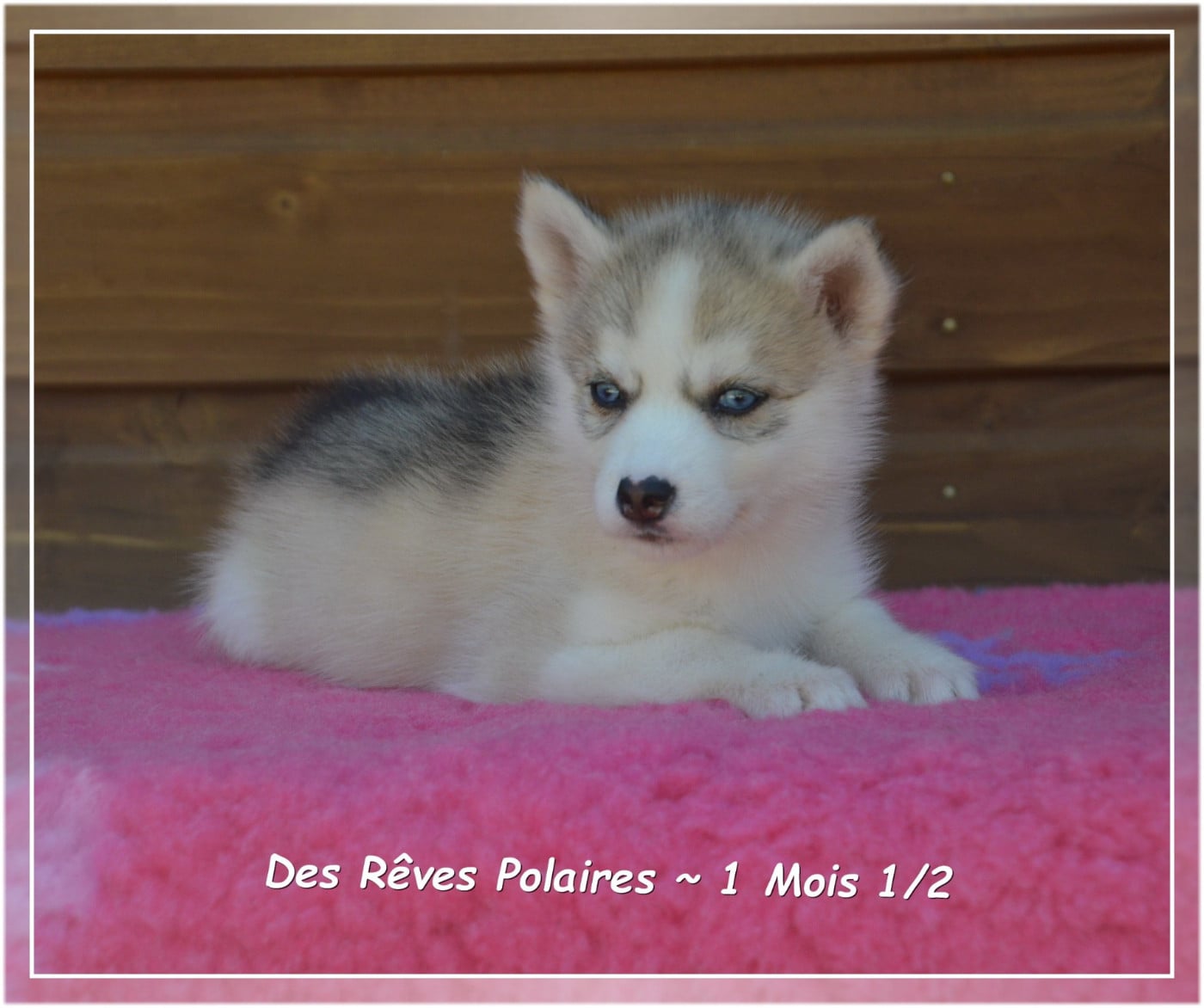 B'Laska Des Rêves Polaires