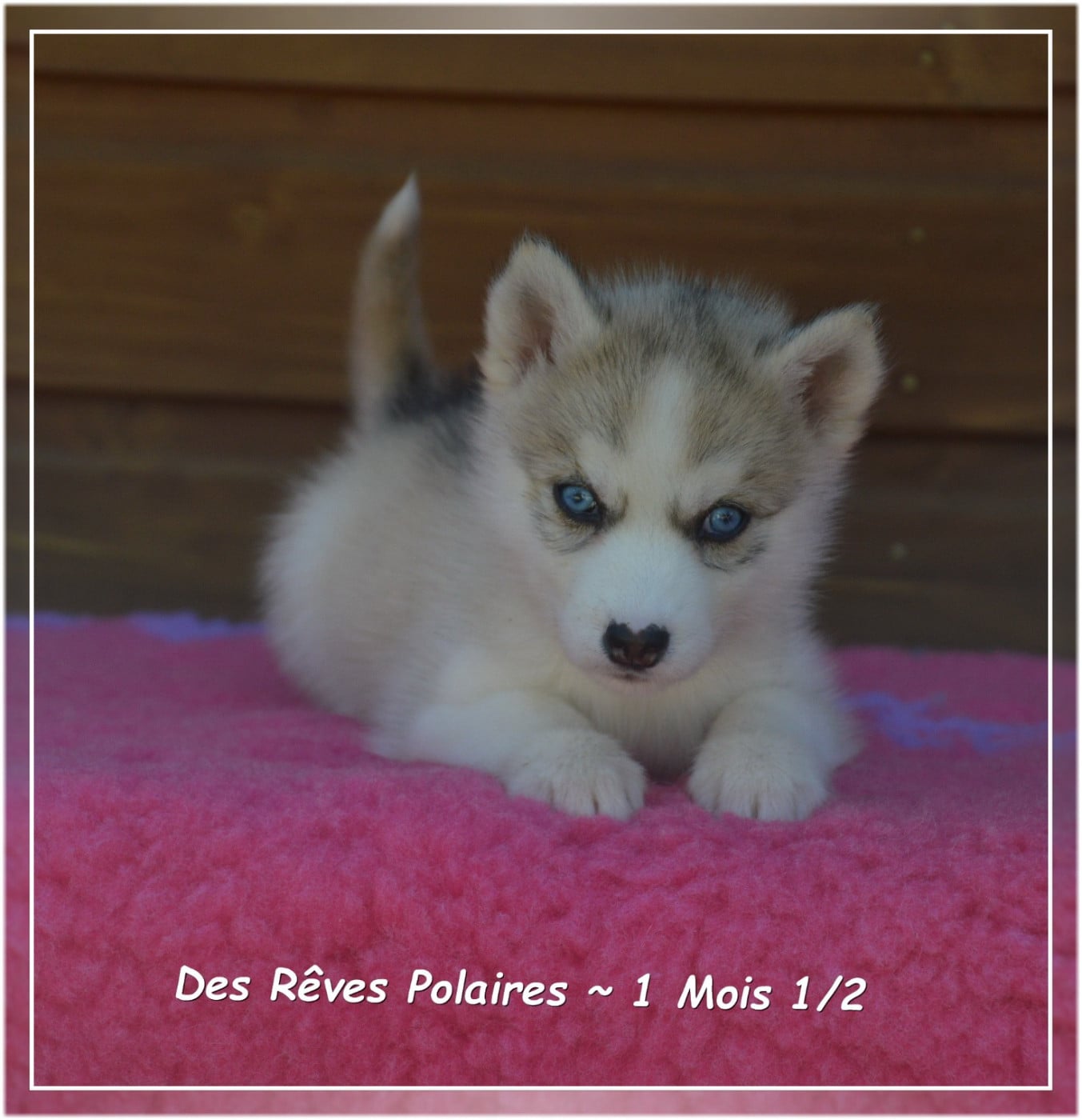 B'Laska Des Rêves Polaires