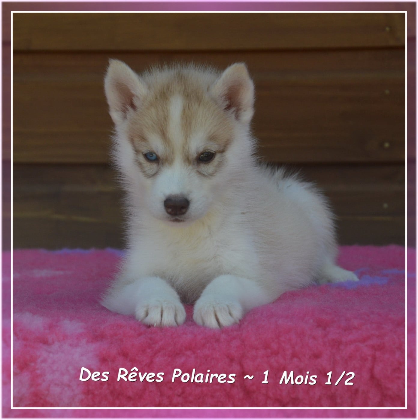 Bianca Des Rêves Polaires