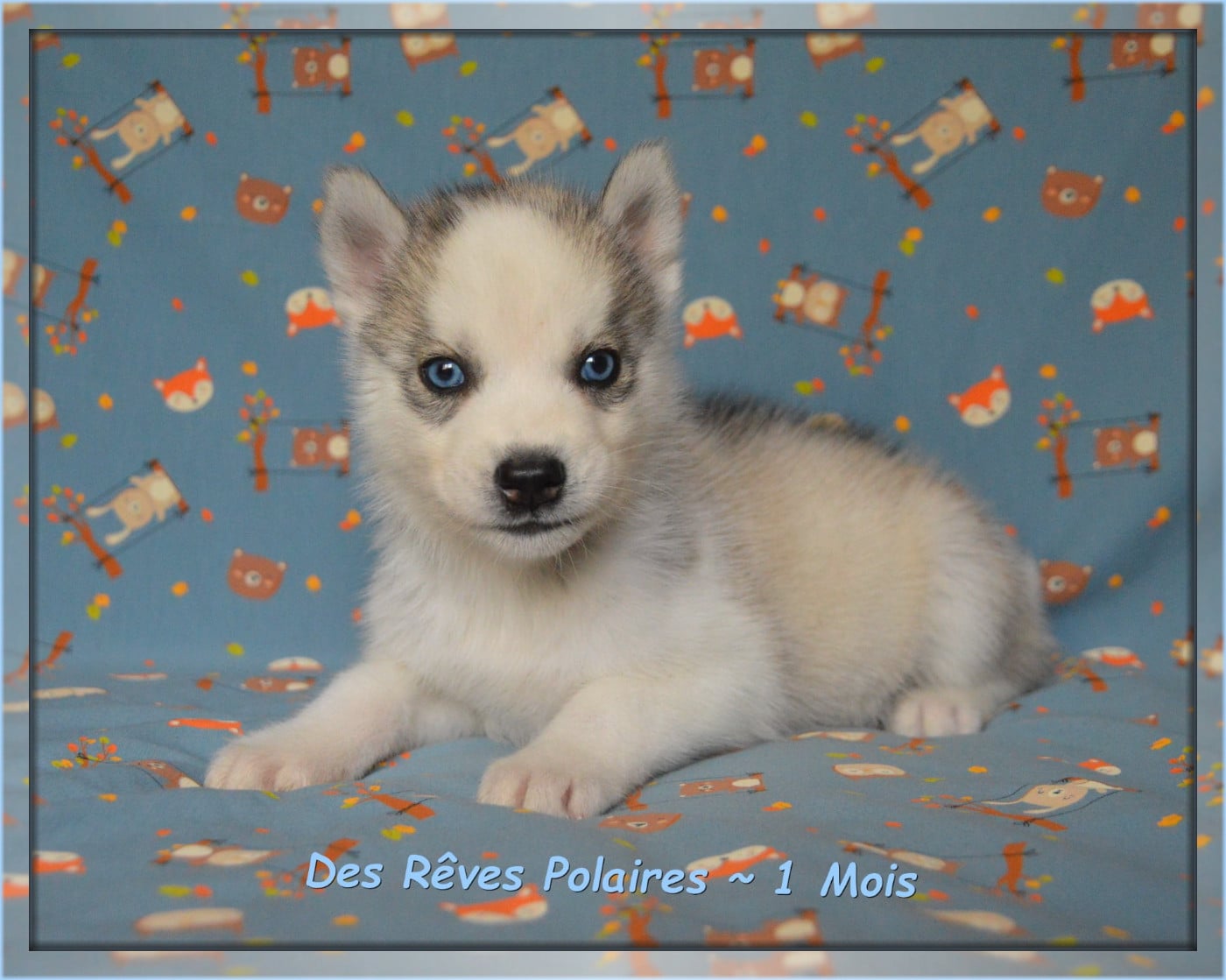 Byron Des Rêves Polaires