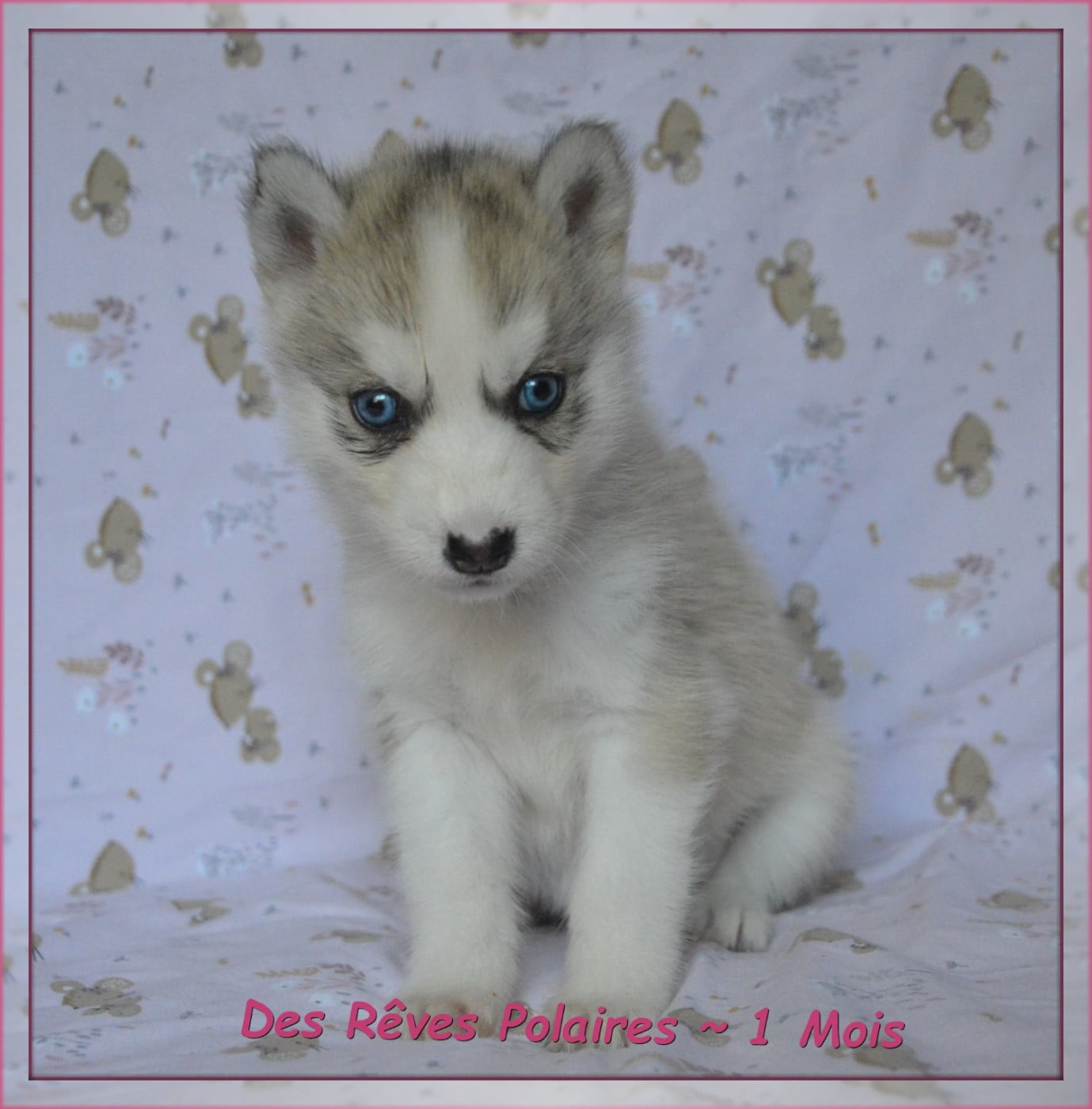 B'Laska Des Rêves Polaires