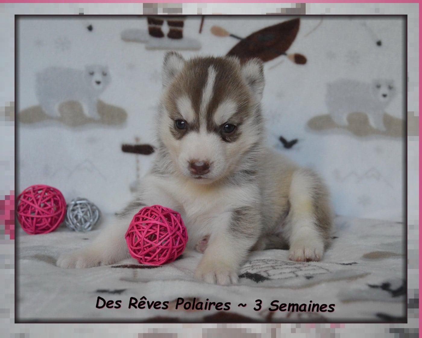 Bayana Des Rêves Polaires