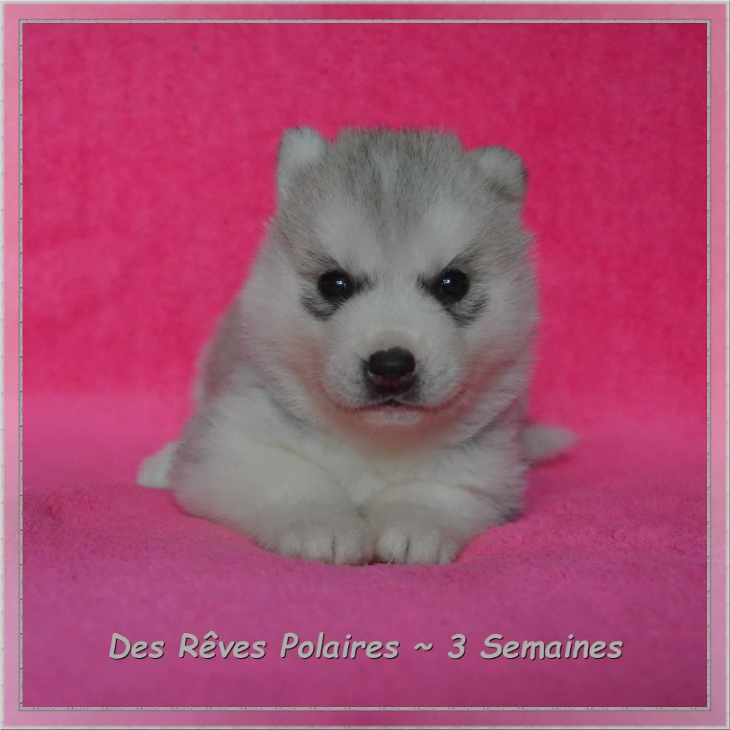 Azumi des Rêves Polaires