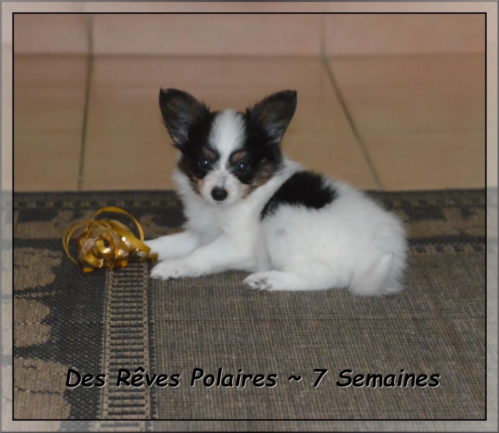 Artic des Rêves Polaires