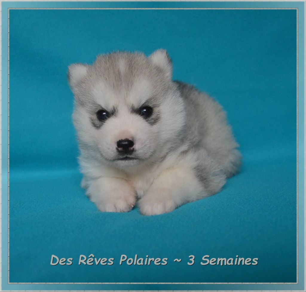 A'Meïko Des Rêves Polaires