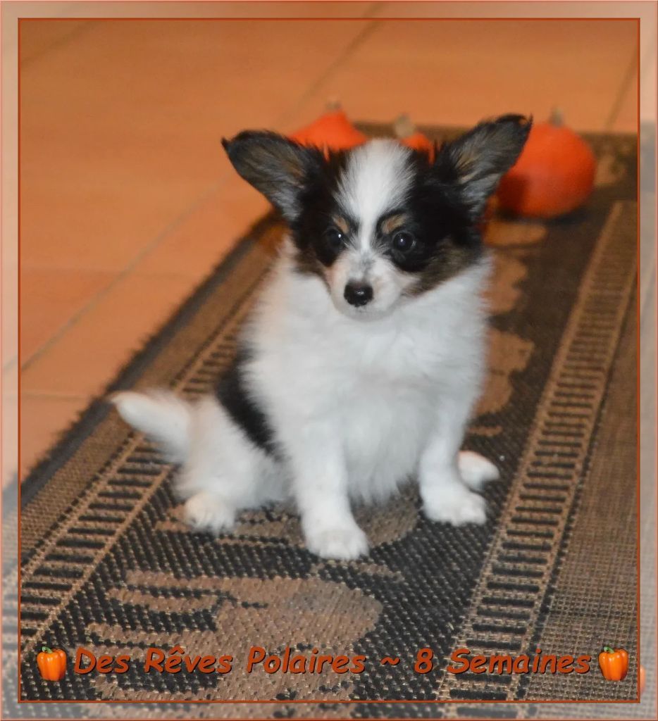 Artic des Rêves Polaires