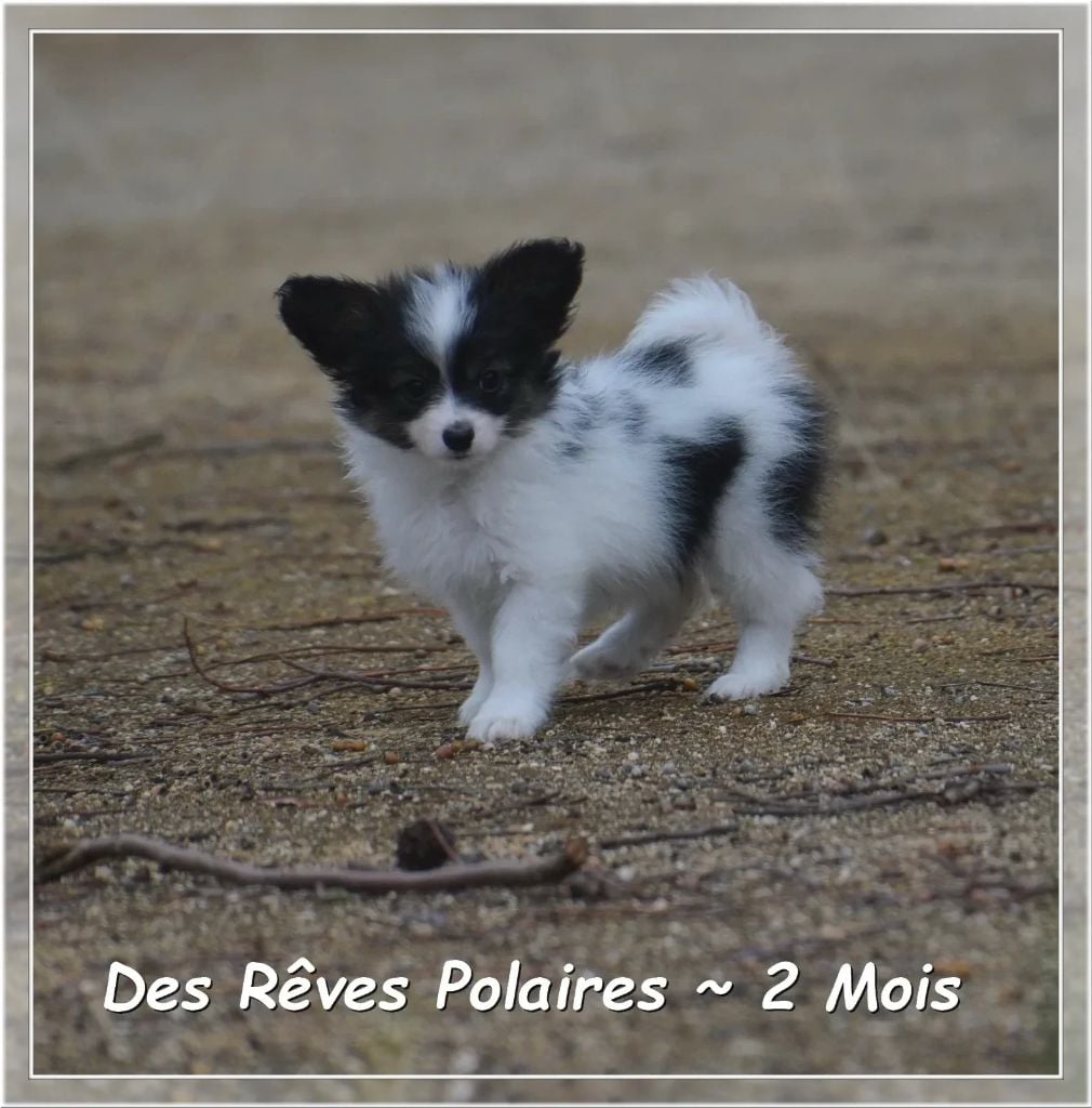Amalou des Rêves Polaires