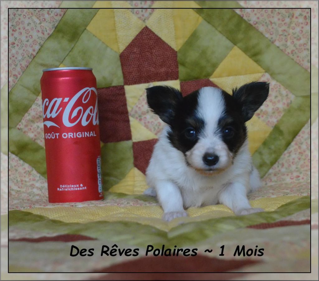 Artic des Rêves Polaires