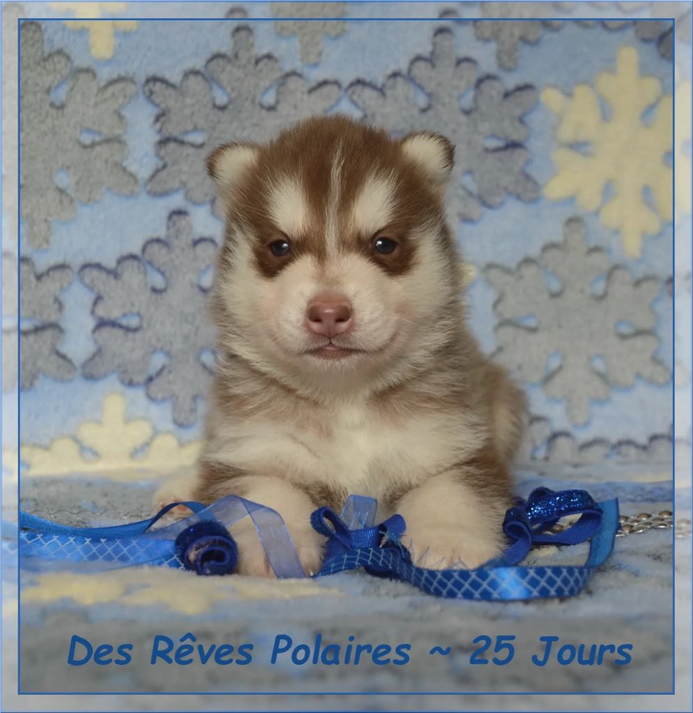 Aslo des Rêves Polaires