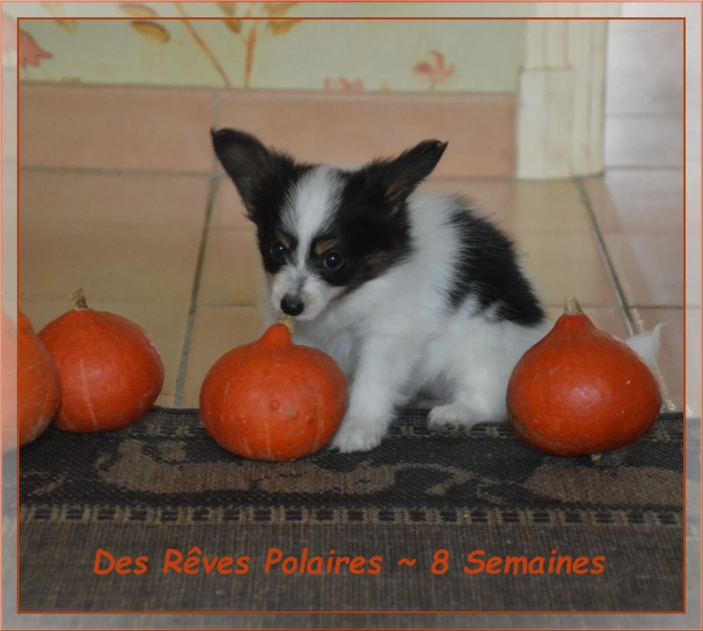 Artic des Rêves Polaires