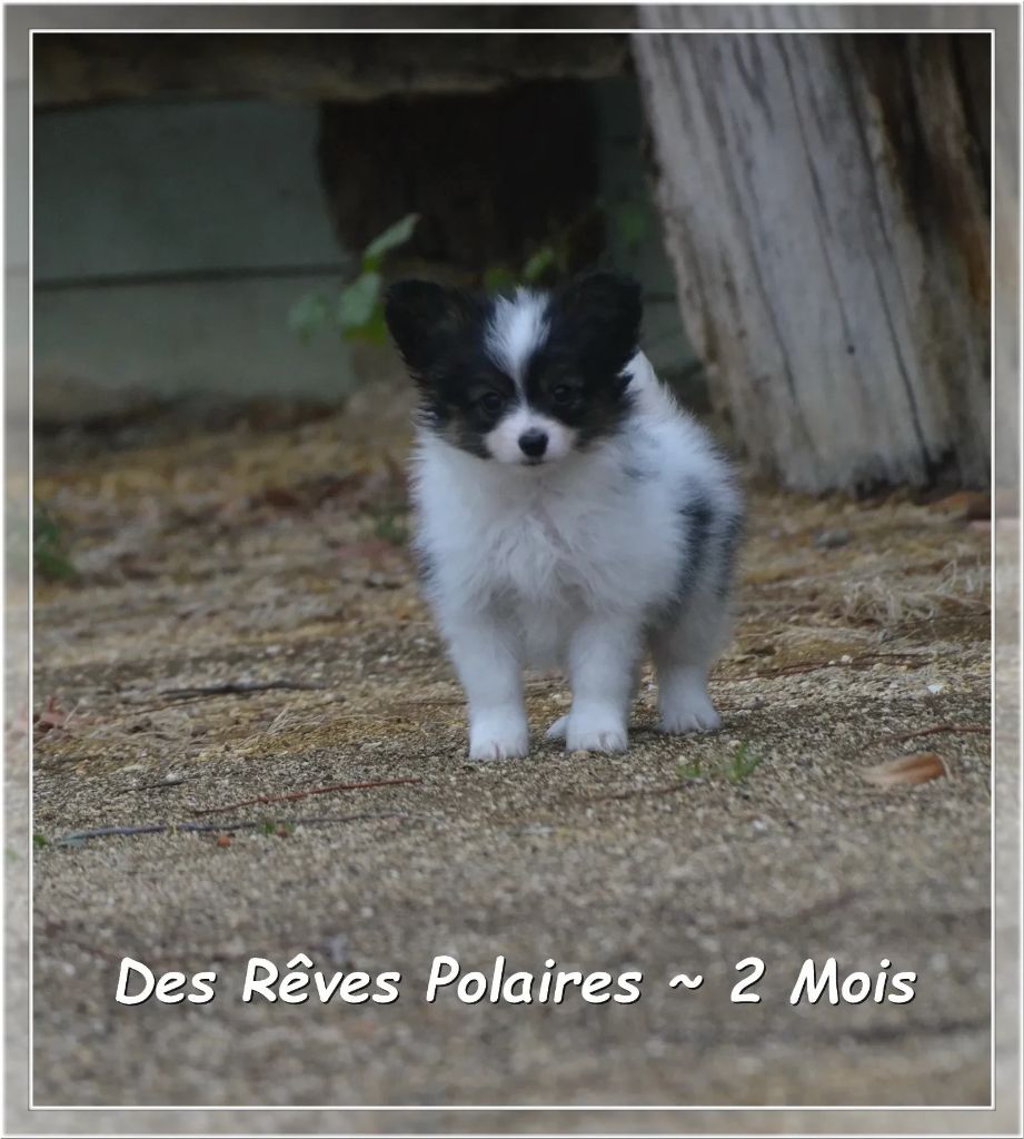 Amalou des Rêves Polaires