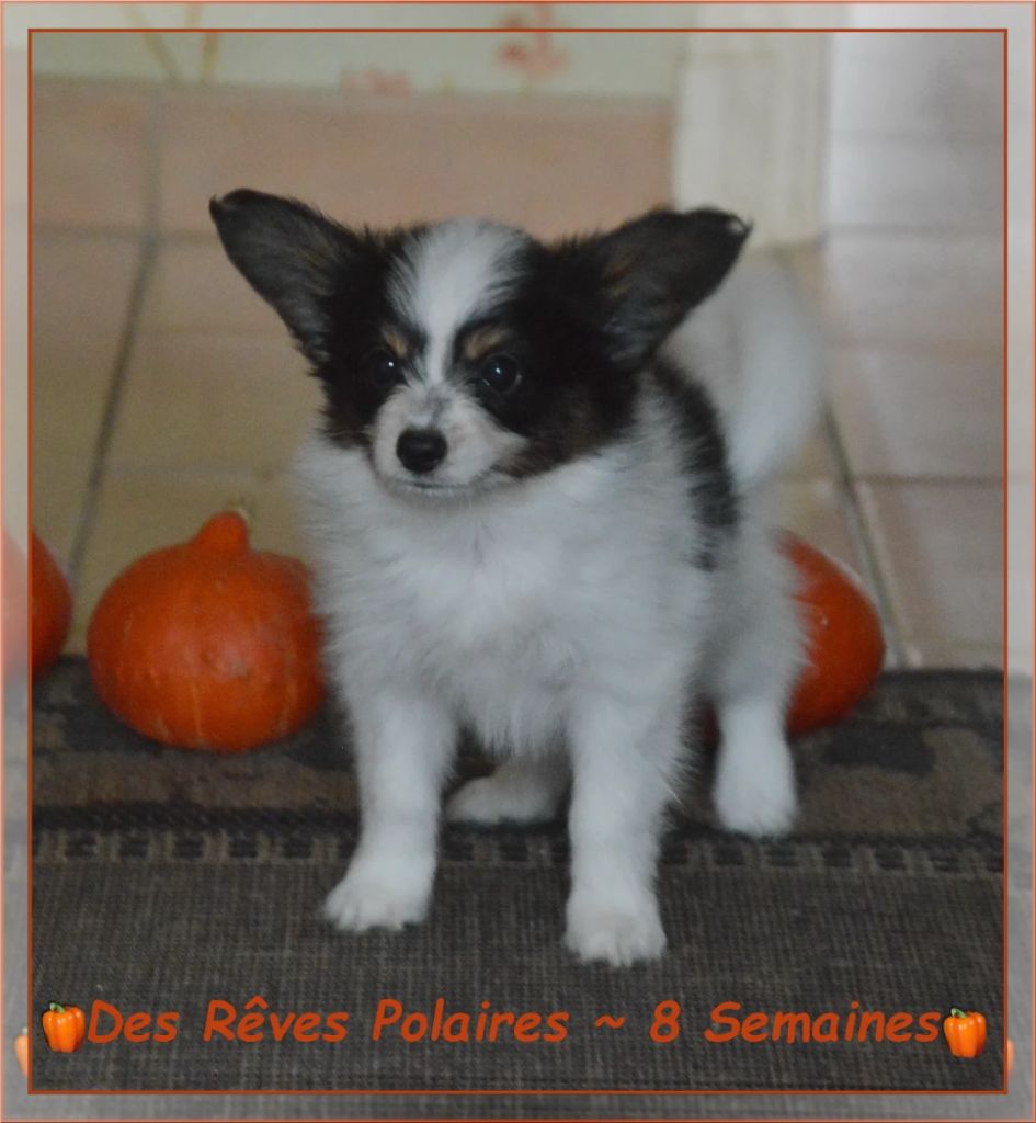 Artic des Rêves Polaires