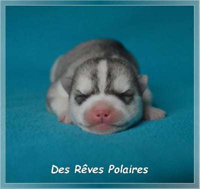 Les chiots de Siberian Husky