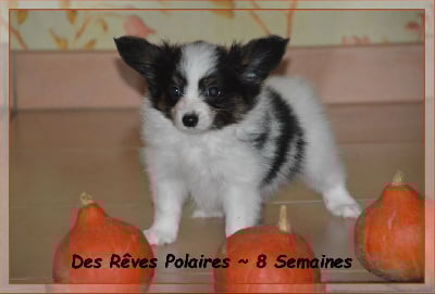 Les chiots de Epagneul nain Continental (Papillon)