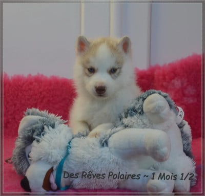 Les chiots de Siberian Husky